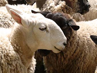 Close Up of Sheep